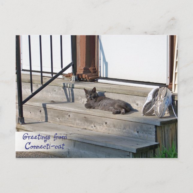 Carte Postale Salutations du chat Connecticut (Connecticat) (Devant)