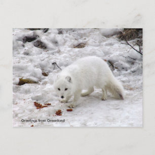 Carte Postale Salutations du Groenland 18