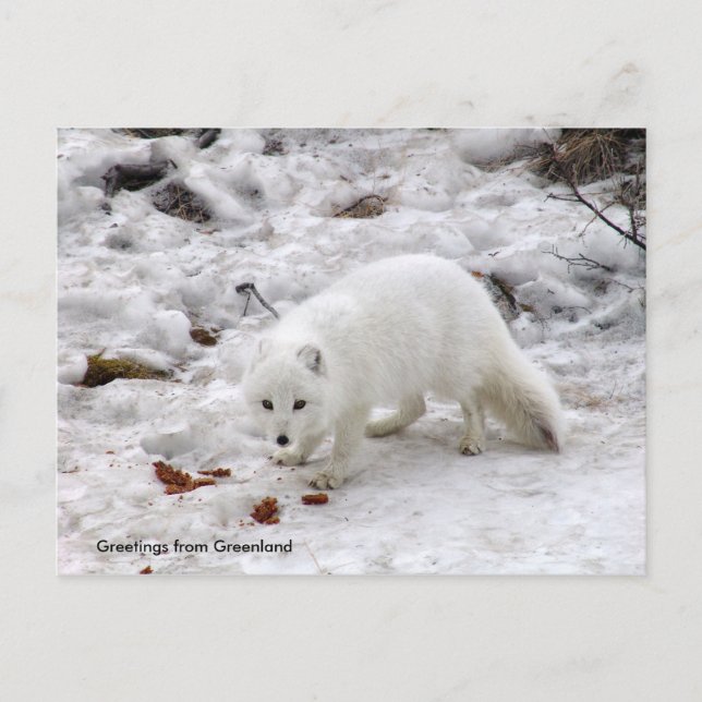 Carte Postale Salutations du Groenland 18 (Devant)