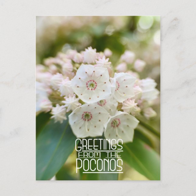 Carte Postale Salutations du Poconos Mountain Laurel (Devant)