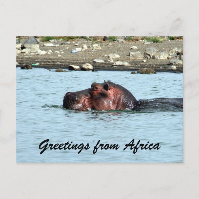 Carte Postale salutations hippo (Devant)