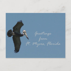 Carte Postale Salutations pélicanes de Ft. Myers