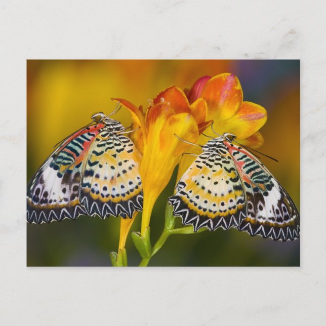 Carte Postale Sammamish, Washington. Papillons tropicaux 68 (Devant)
