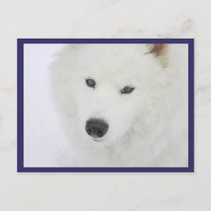 Carte Postale Samoyé - PVSC - Neige