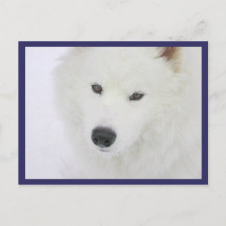 Carte Postale Samoyé - PVSC - Neige