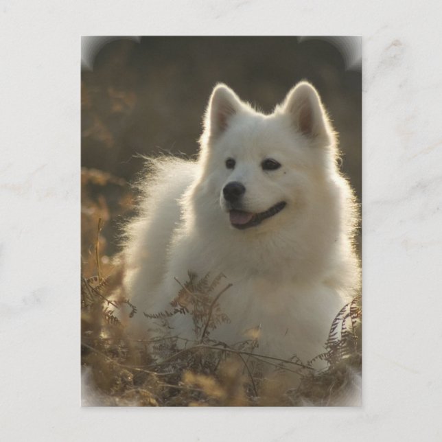 Carte postale Samoyed (Devant)