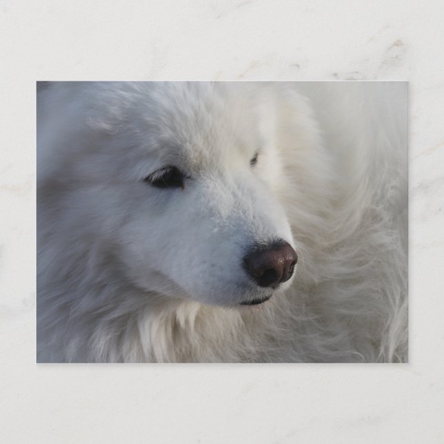 Carte postale Samoyed Dog (Devant)