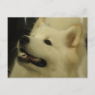 Carte postale Samoyed Puppy