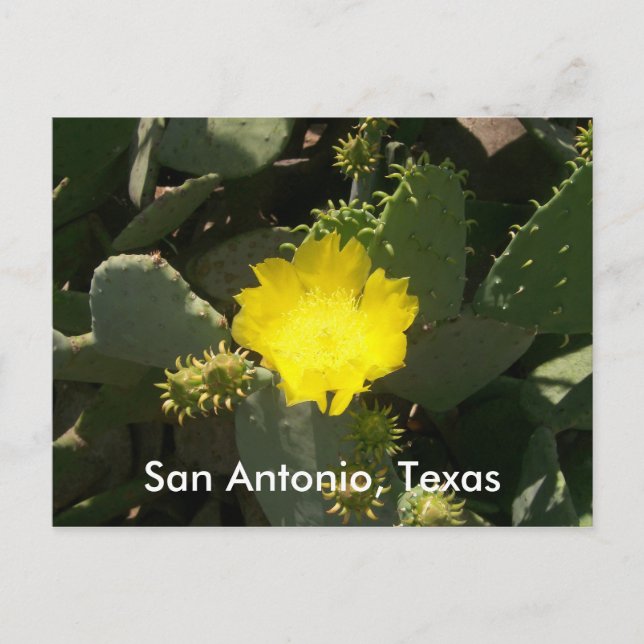 Carte Postale San Antonio, Texas (Devant)