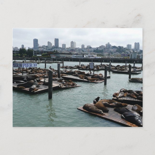 Carte Postale San Francisco et Pier 39 Sea Lions City Skyline (Devant)