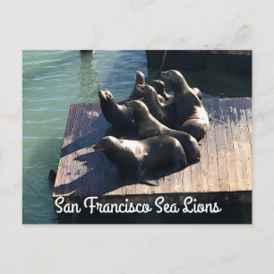 Carte postale San Francisco Pier 39 Sea Lions #2
