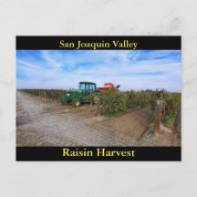 San Joaquin Valley Raisin Harvest