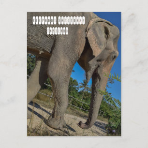 Carte Postale Sanctuaire de la jungle des éléphants