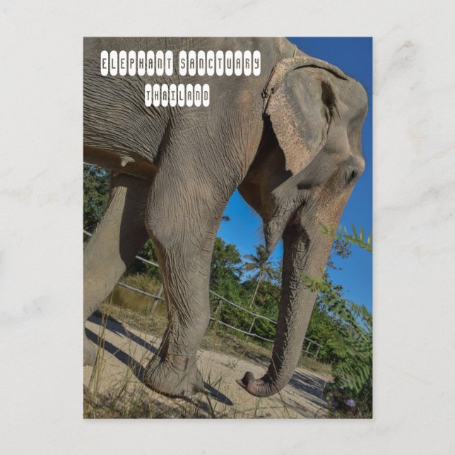 Carte Postale Sanctuaire de la jungle des éléphants (Devant)
