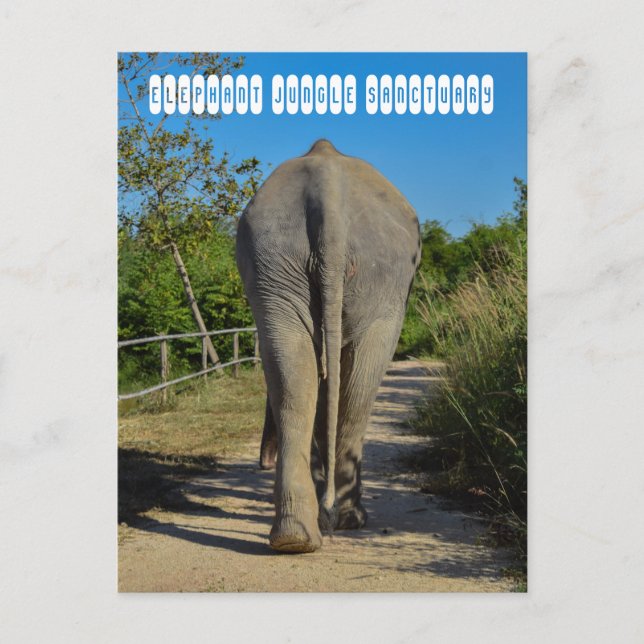 Carte Postale Sanctuaire de la jungle des éléphants (Devant)