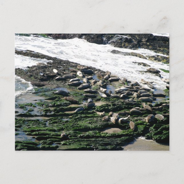 Carte Postale Sanctuaire des phoques de Carpinterie (Devant)