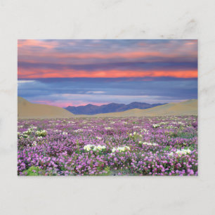 Carte Postale Sand Verbena & Dune Primrose Fleurs sauvages au co