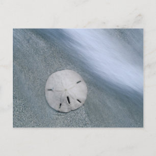 Carte Postale Sanddollar sur la plage   Sanibel Island, Floride