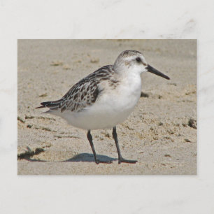 Carte Postale Sanderling