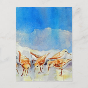 Carte postale Sanderling Shuffin AquarelleMémoire