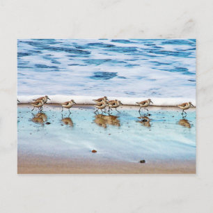 Carte Postale Sanders Longeant La Plage