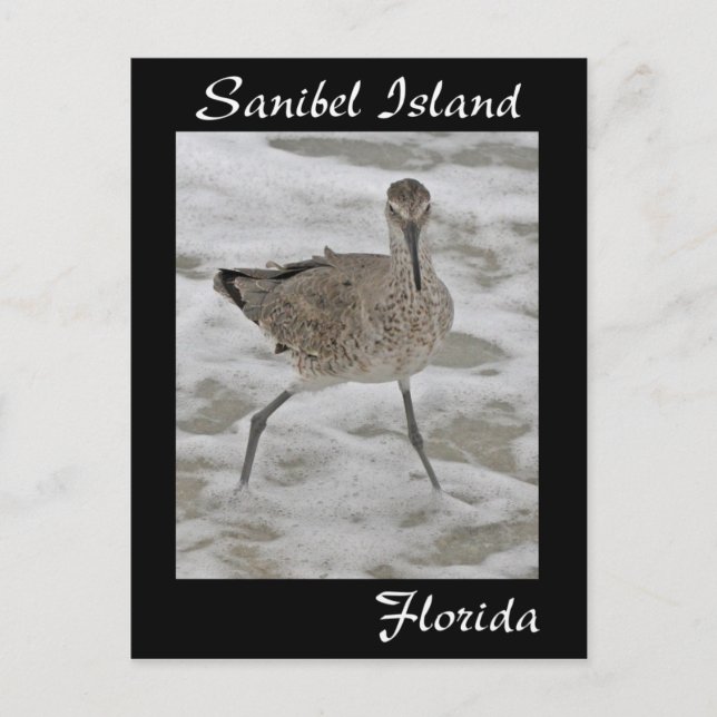 Carte postale Sandpiper de l'île de Sanibel (Devant)
