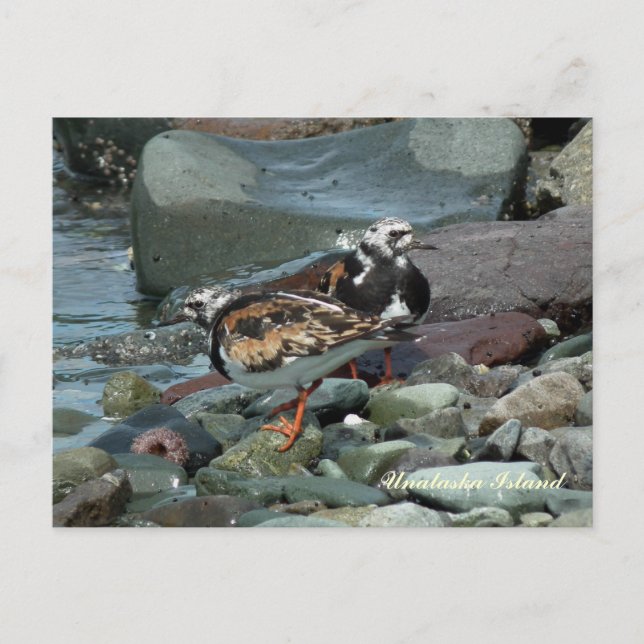 Carte Postale Sandpiper Ruddy Turnstone (Devant)