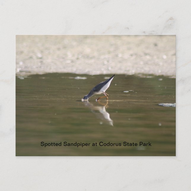 Carte Postale Sandpiper tacheté au parc d'état de Codorus (Devant)