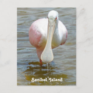 Carte postale Sanibel Roseate Spoonbill