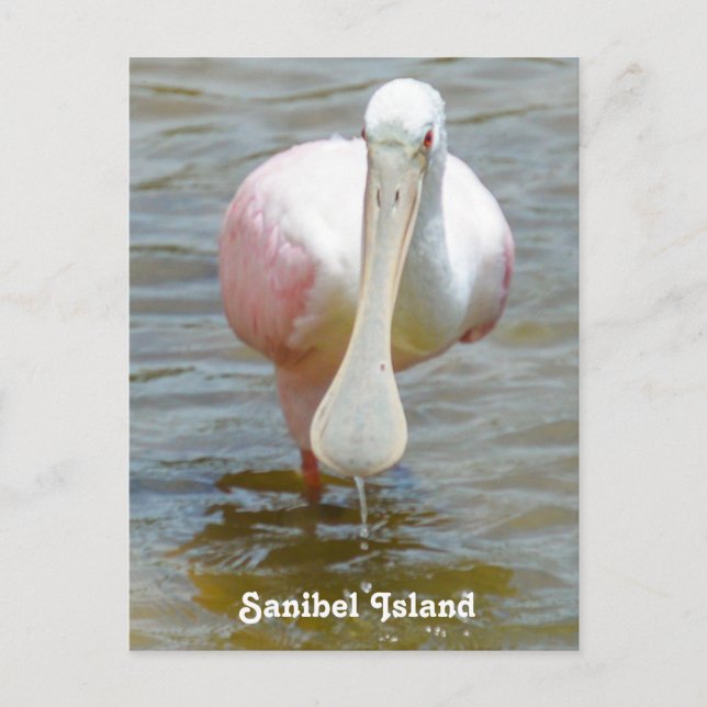 Carte postale Sanibel Roseate Spoonbill (Devant)