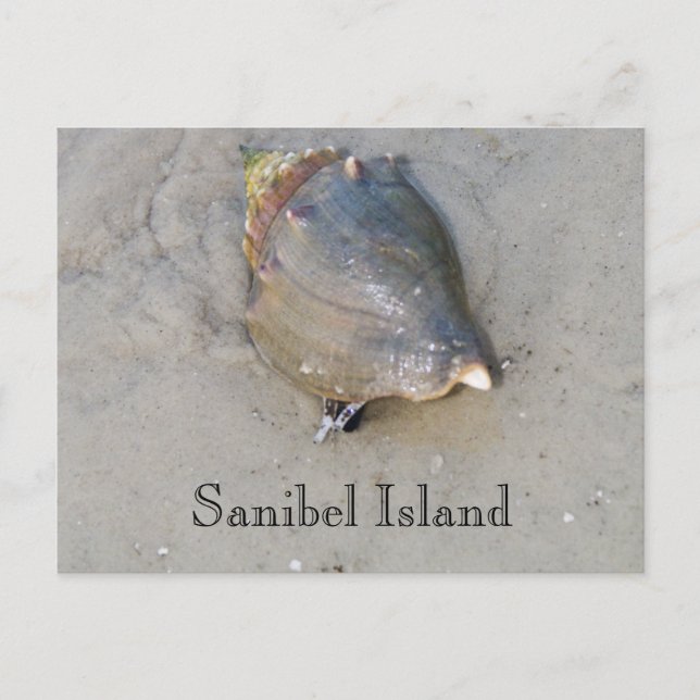 Carte Postale Sanibel Shell (Devant)