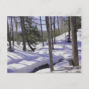 Carte Postale Sap Buckets NH