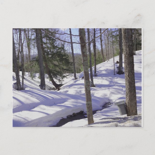 Carte Postale Sap Buckets NH (Devant)