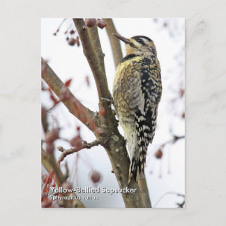Carte postale Sapsucker à ventre jaune
