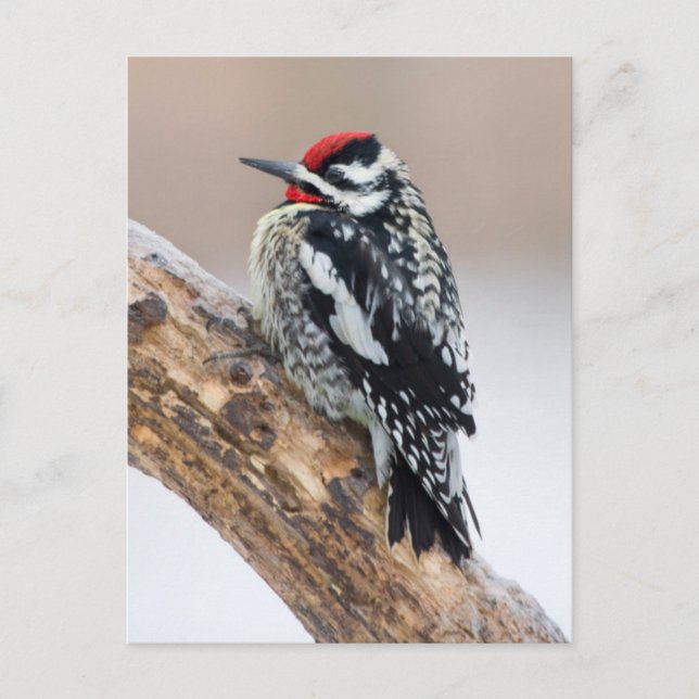 Carte Postale Sapsucker à ventre jaune mâle (Devant)