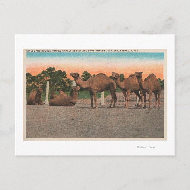 Carte Postale Sarasota, Floride - Camels à Ringling Bros (Devant)