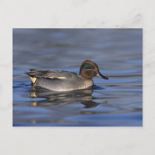 Carte Postale Sarcelle d'hiver, Anus crecca, mâle, Unterlunkhofe