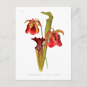 Carte Postale Sarracénie hybride