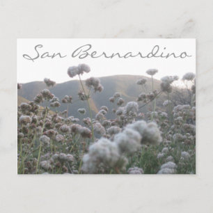 Carte Postale Sarrasin de Californie