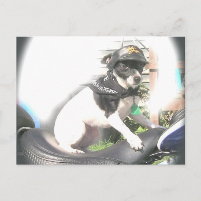 Carte Postale Sassy Biker Rat Terrier Babe (Devant)