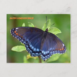 CARTE POSTALE SATIN LUMINESCENCE