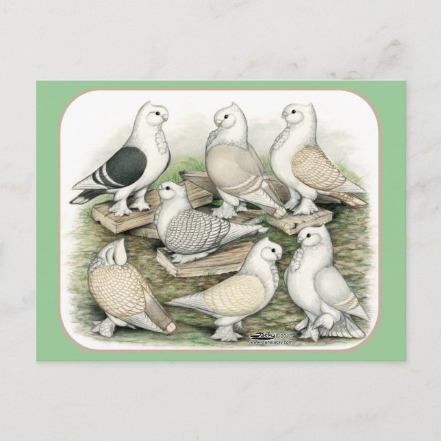 Carte Postale Satinettes de pigeons de frill classique (Devant)