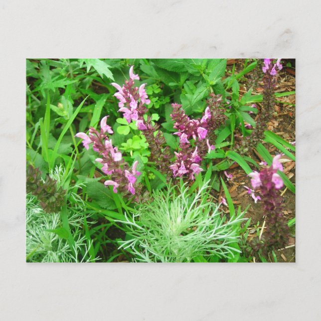 Carte Postale Sauge et Artemisia (Devant)