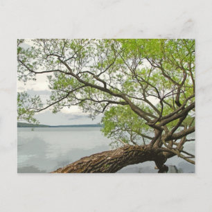 Carte Postale Saule au lac Cayuga