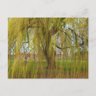 Carte Postale Saule dans la brise