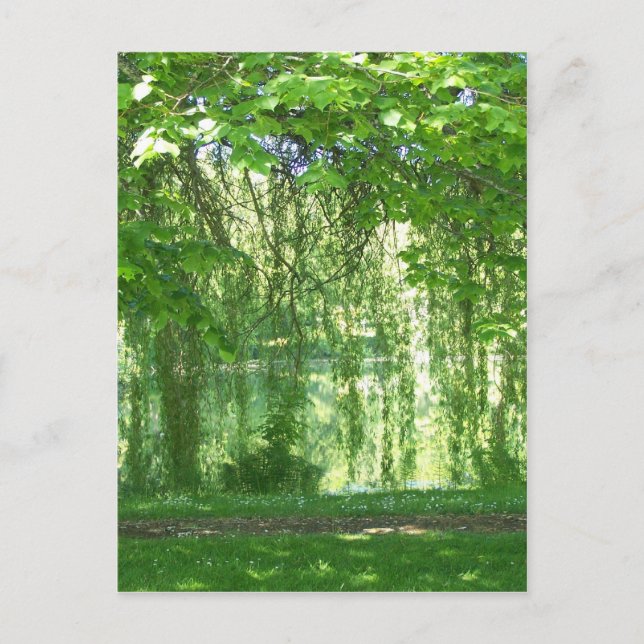 Carte Postale Saules pleurs avec étang (Devant)