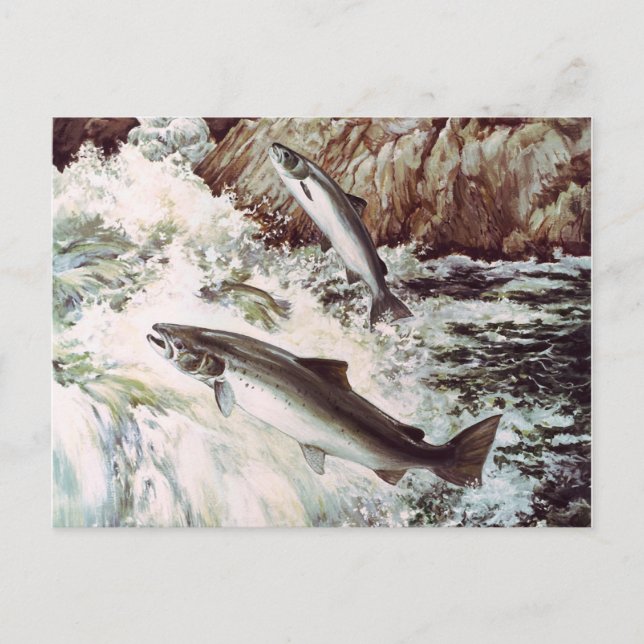 Carte postale saumon (Devant)