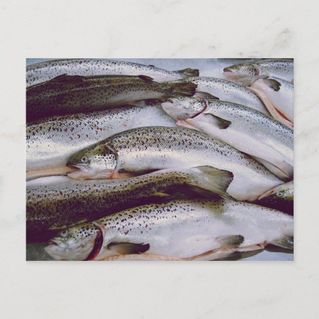Carte Postale Saumon (Devant)