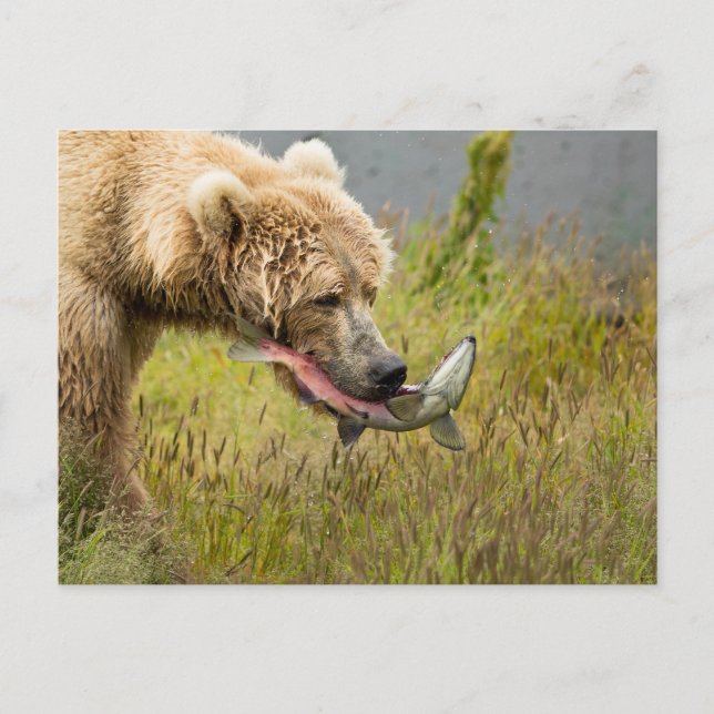 Carte Postale Saumon Brown pour manger l'ours (Devant)