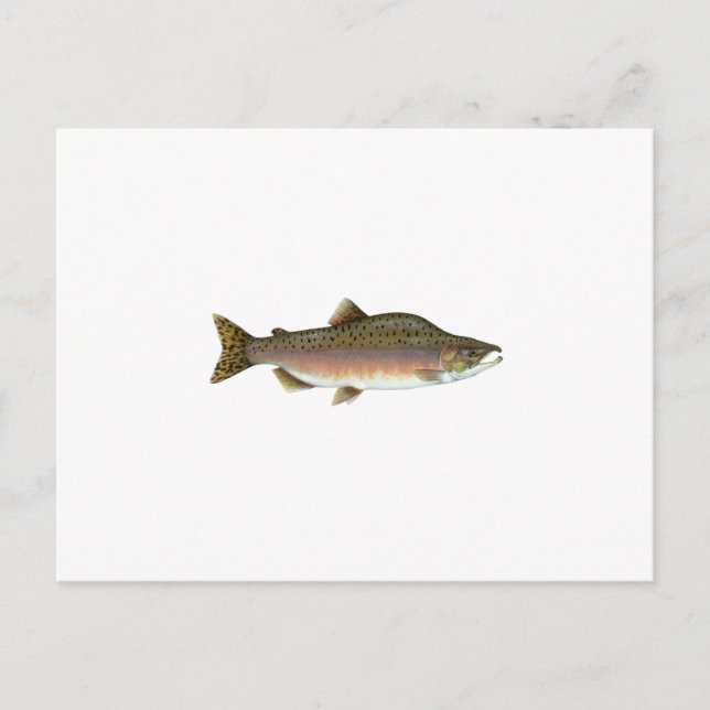 Carte Postale Saumon rose (Devant)